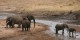 Tanzanie - 2010-09 - 334 - Tarangire - Elephants